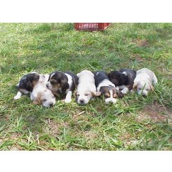 Basset Hound BASSET HOUND LINDOS FILHOTES