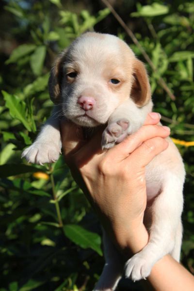 BEAGLE LINDOS FILHOTES