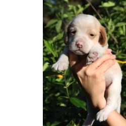 Beagle BEAGLE LINDOS FILHOTES