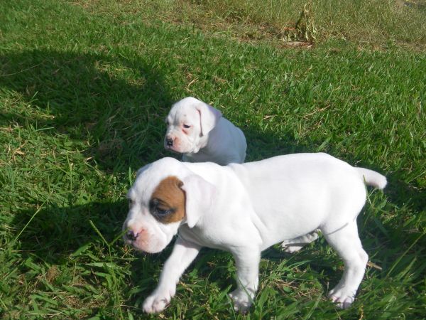 BOXER LINDOS FILHOTES