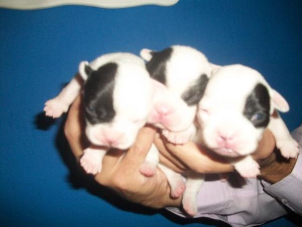 BULLDOG FRANCS LINDOS FILHOTES