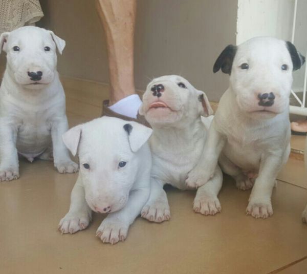 BULL TERRIER  LINDOS FILHOTES