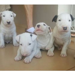 Bull Terrier BULL TERRIER  LINDOS FILHOTES