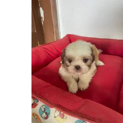 Shih-tzu DEIXE NOSSOS SHIH TZS FAZEREM PARTE DA SUA FAMLIA CES INCRVEIS CRIAO VETERINRIA