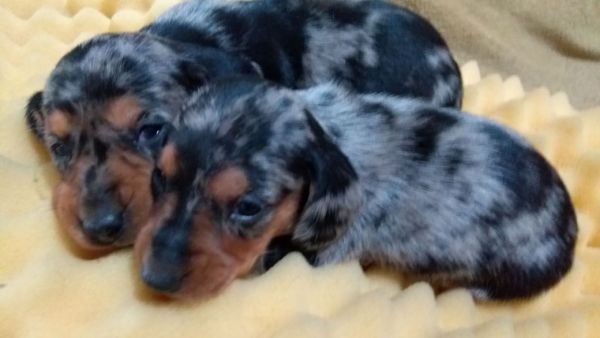 DACHSHUND ANO PRETO E CANELA LINDOS FILHOTES