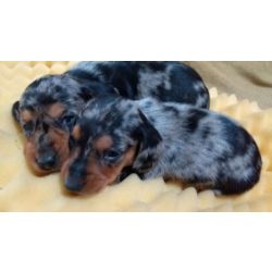 Dachshund DACHSHUND ANO PRETO E CANELA LINDOS FILHOTES