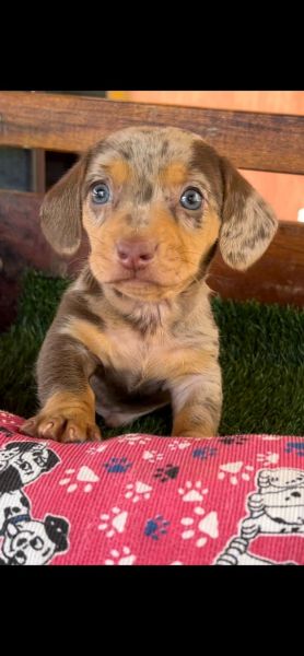 DACHSHUND CHOCOLATE LINDOS FILHOTES