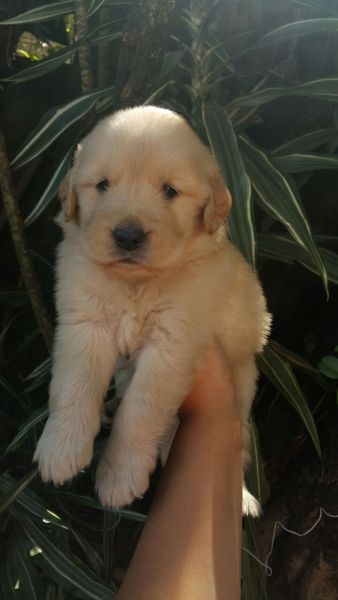 GOLDEN RETRIEVER LINDOS FILHOTES