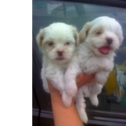 Lhasa Apso LHASA LINDOS FILHOTES