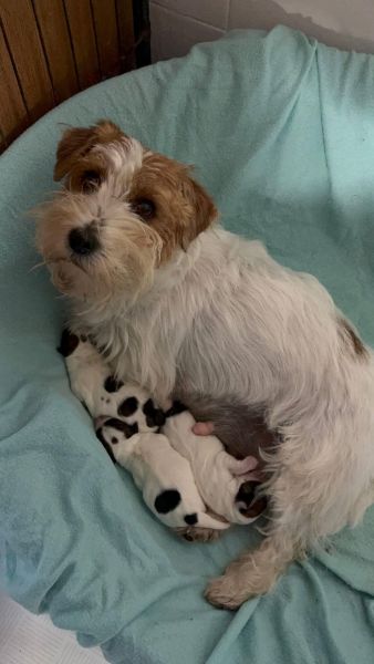 Jack Russell terrier plo cerdoso Lop