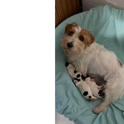 Jack Russel Terrier Jack Russell terrier plo cerdoso Lop