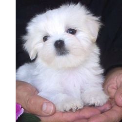 Bichon Malts Bichon Maltes Miniatura