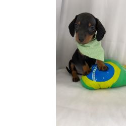 Dachshund BASSET TECKEL MACHO MINI PRETO E CANELA