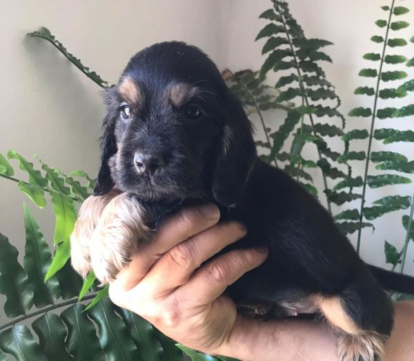 Cocker spaniel fmea black and tan