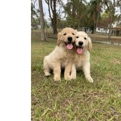 Golden Retriever FILHOTES DE GOLDEN RETRIEVER   VENDA CRIAO PRPRIA