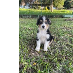 Border Collie NOSSOS FILHOTES DE BORDER COLLIE SA CRIADOS POR MDICA VETERINRIA