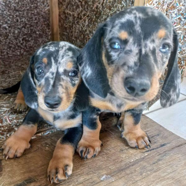 DACHSHUND MOFADINHO MINI S MACHO ULTIMO FILHOTE PARC ENTREGO HOJE
