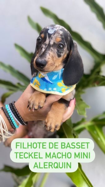 BASSET MINI ALERQUIM S MACHOS PARC DEZ X ENTREGO HOJE CHAMA NO ZAP