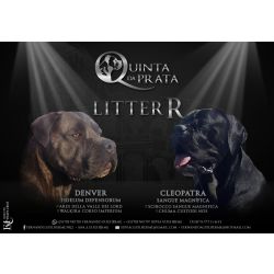 Cane Corso NINHADA DE CANE CORSOS