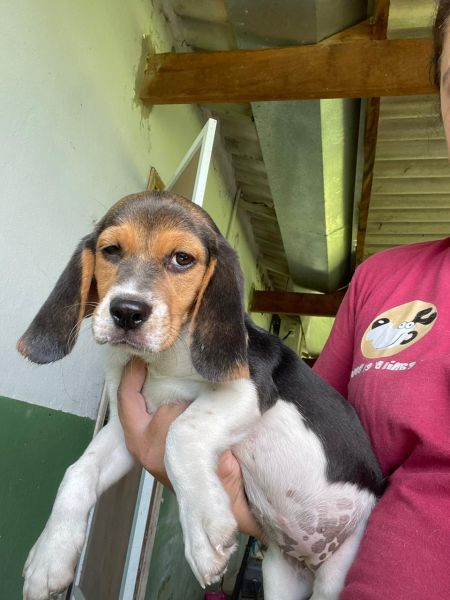 BEAGLES DE TREZE POLEGADAS CRIADOS POR MDICA VETERINRIA