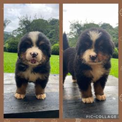 Bernese Mountain Dog Bernese Top