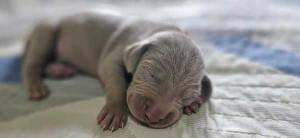 WEIMARANERS CRIADOS E ENTREGUES POR MDICA VETERINRIA