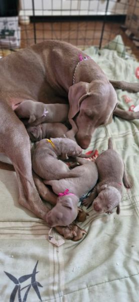 WEIMARANERS CRIADOS E ENTREGUES POR MDICA VETERINRIA