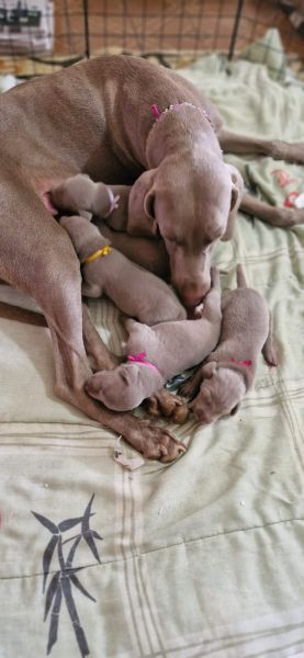 WEIMARANERS CRIADOS E ENTREGUES POR MDICA VETERINRIA