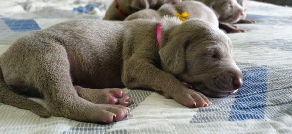 WEIMARANERS CRIADOS E ENTREGUES POR MDICA VETERINRIA