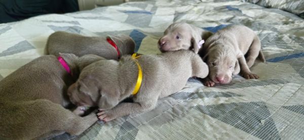 WEIMARANERS CRIADOS E ENTREGUES POR MDICA VETERINRIA