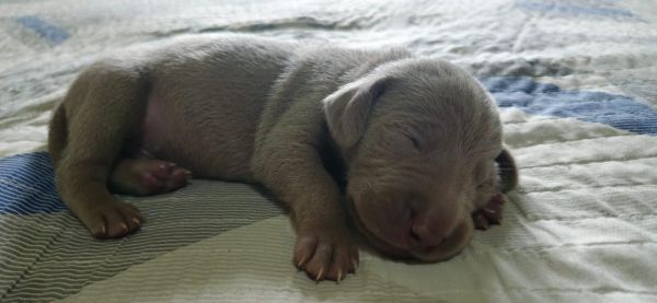 WEIMARANERS CRIADOS E ENTREGUES POR MDICA VETERINRIA