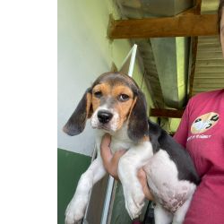 Beagle MINI BEAGLES PARA TE ENCANTAR CES CRIADOS POR VETERINRIA