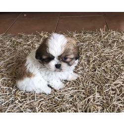 Shih-tzu Shih teu miniatura