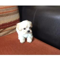 Bichon Malts Bichon malts miniatura