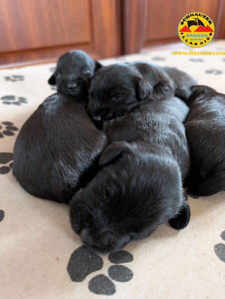 SCHNAUZER MINIATURA PRETO