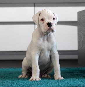 BOXER Macho Branco disponvel