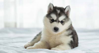 HUSKY SIBERIANO FILHOTES            