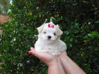 Maltes Shih Tzu e Yorkshire  Filhotes