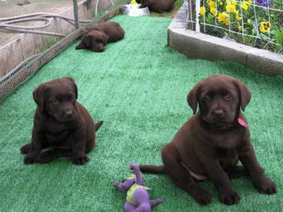 LABRADORES  Com LOP e Afixo